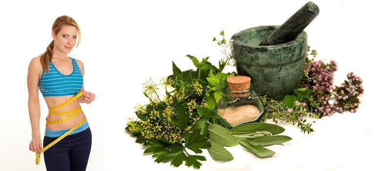 herbs-for-weight-loss